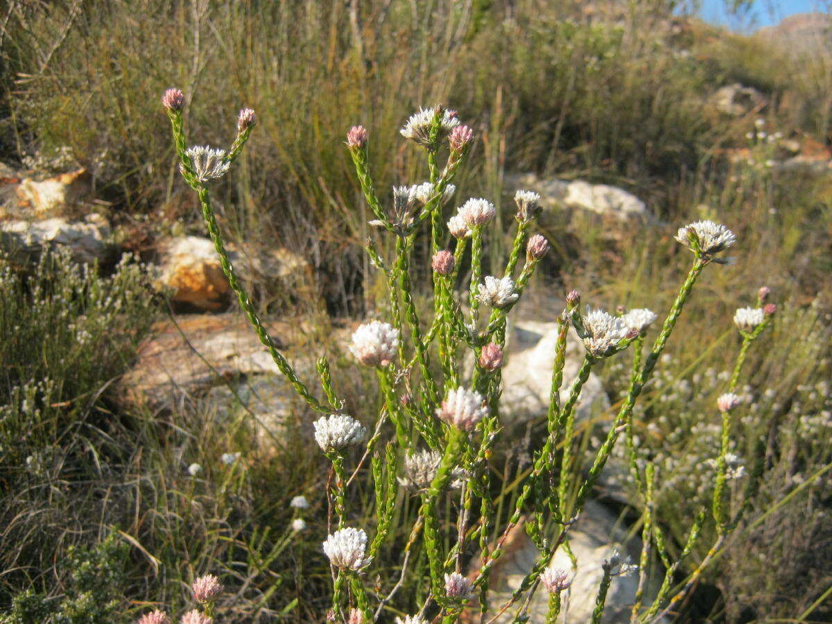 Image of Pretty Blombush