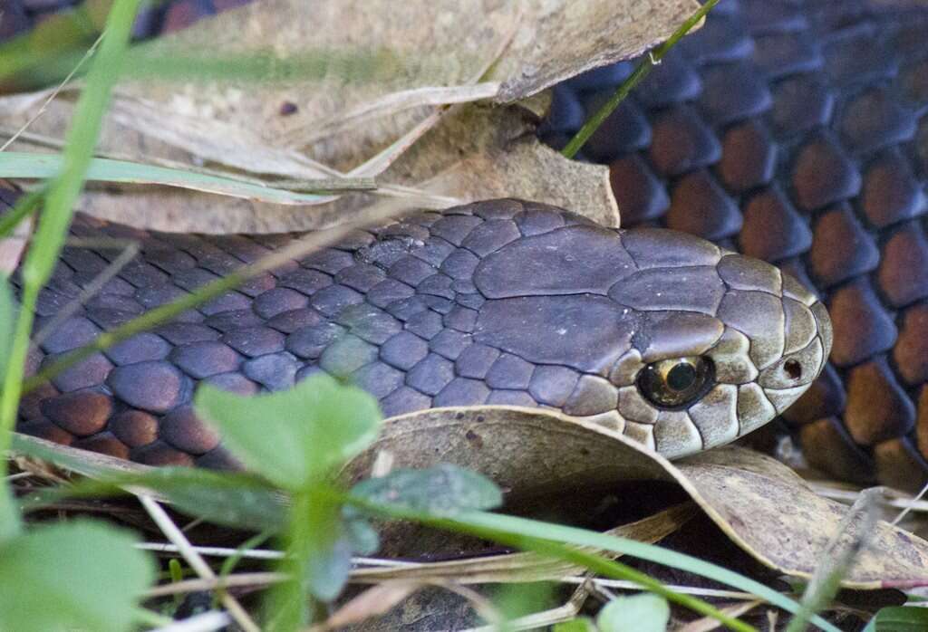 Image of Lowland copperhead