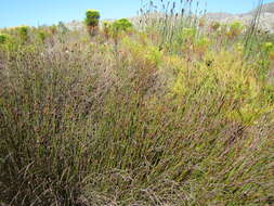 Nevillea obtusissimus (Steud.) H. P. Linder的圖片