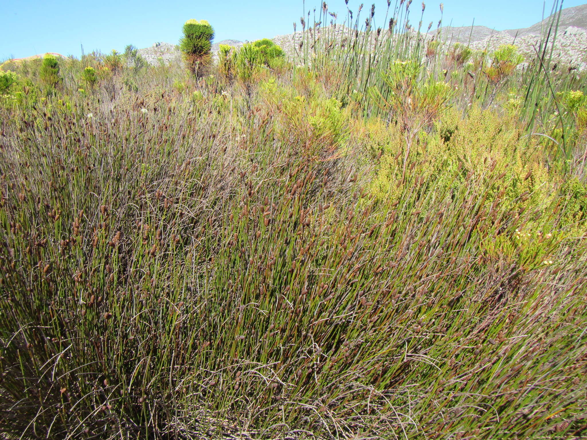 Nevillea obtusissimus (Steud.) H. P. Linder的圖片