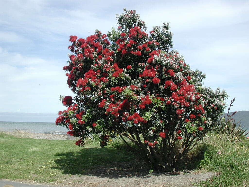 Image of Pohutukawa