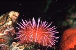 Image of sea urchins