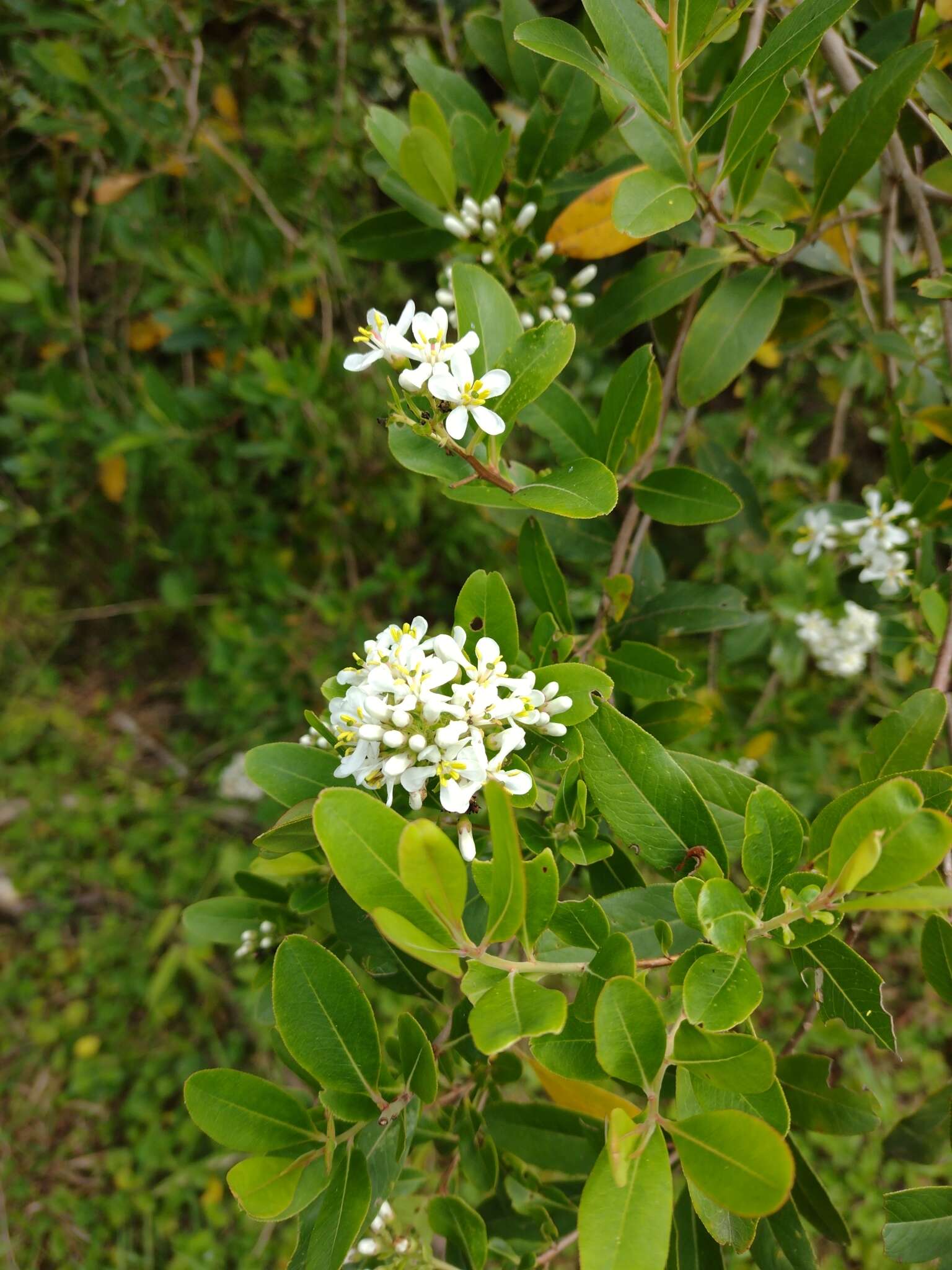 Escallonia bifida Link & Otto ex Engl. resmi