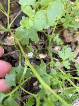 Image of smallflower baby blue eyes