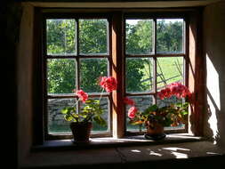 Imagem de Pelargonium hortorum Bailey