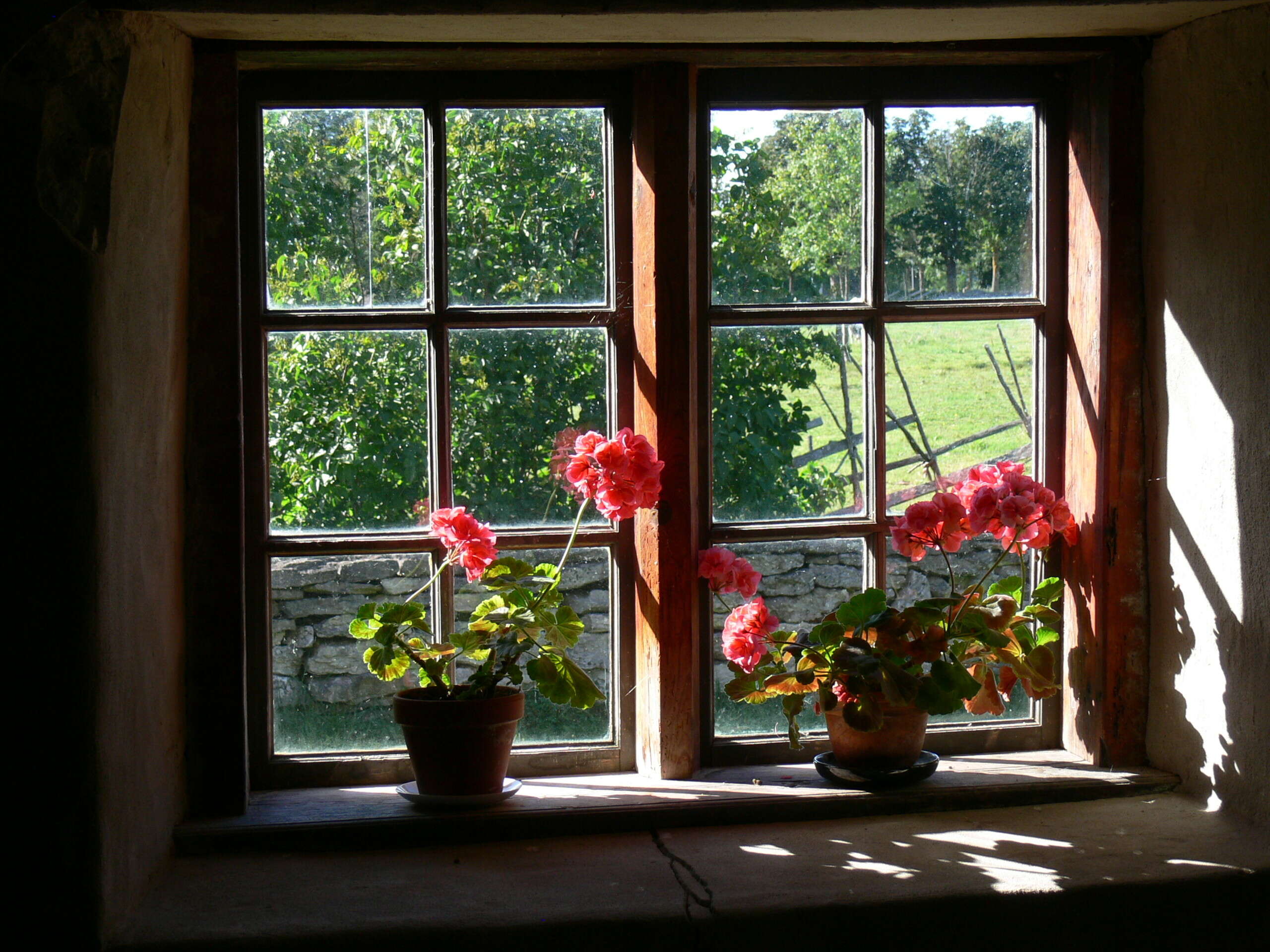 Imagem de Pelargonium hortorum Bailey