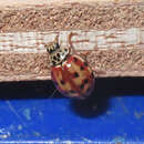 Image of Ladybird beetle