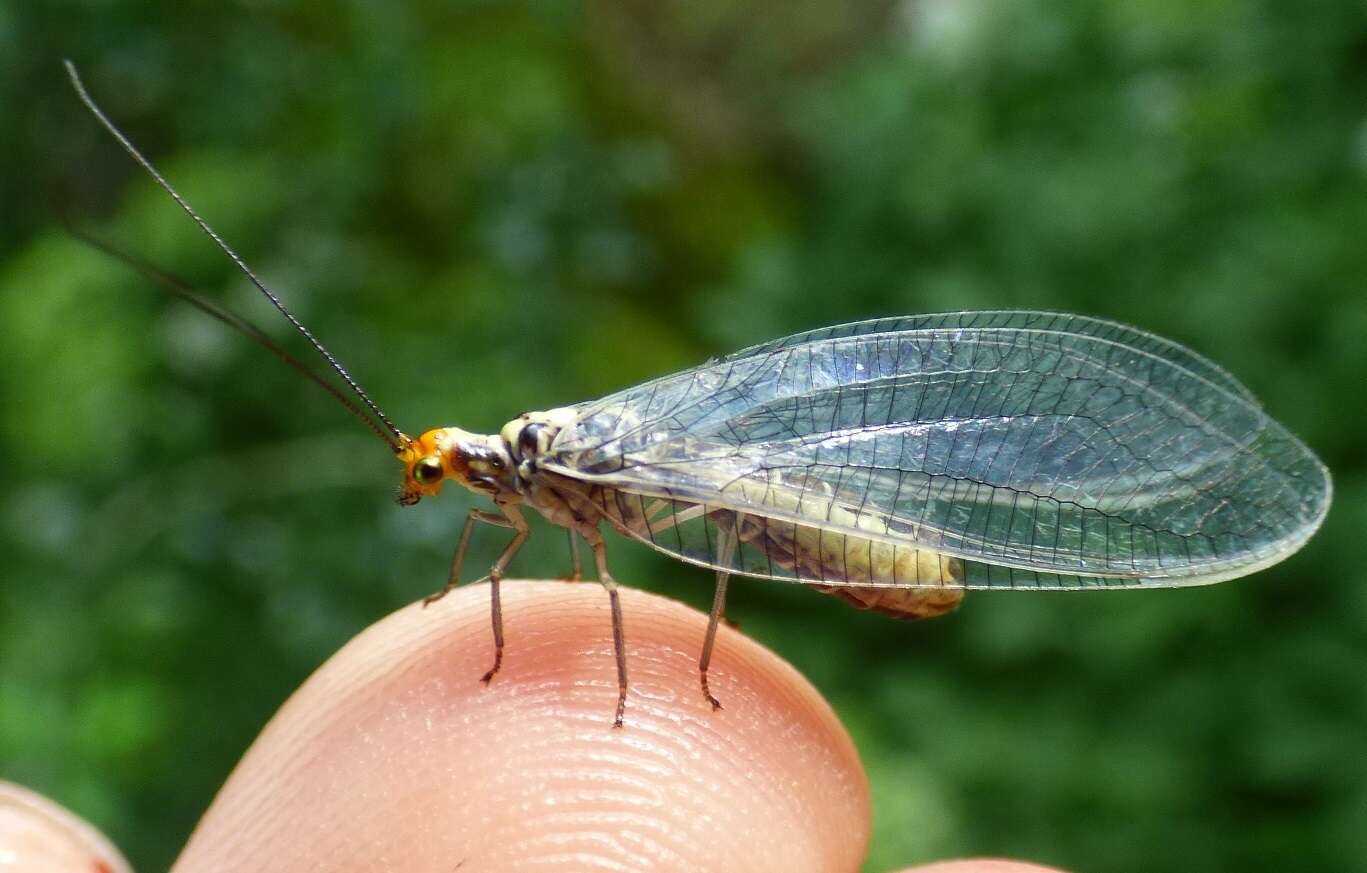 Image of scarce orange-headed lacewing