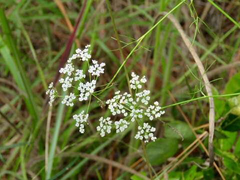 Image of Laceflower