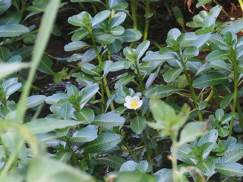 Image de Ludwigia adscendens (L.) Hara