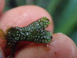 Image of Marchantia macropora Mitt.