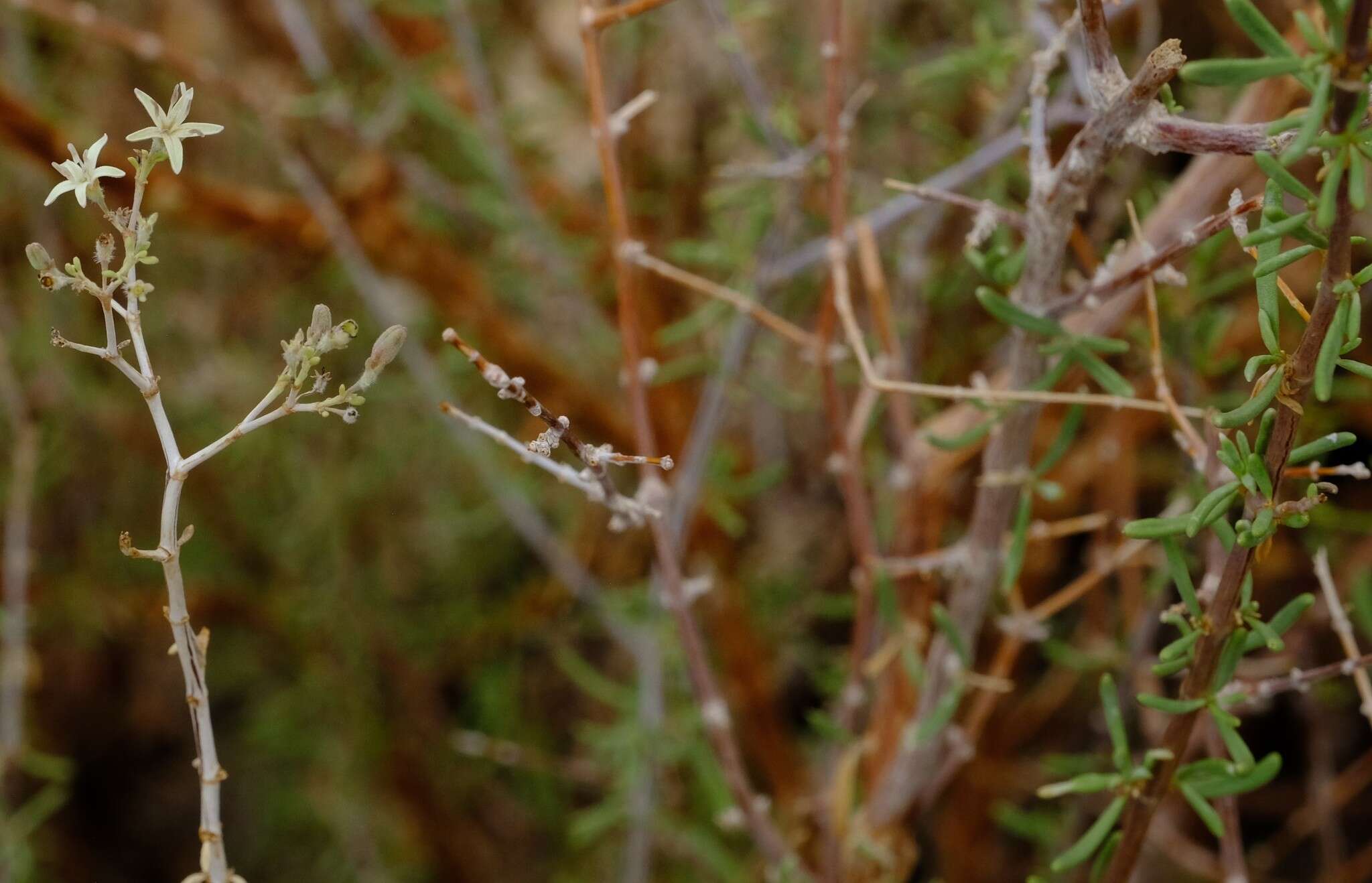 Image of Plocama crocyllis (Sond.) M. Backlund & Thulin