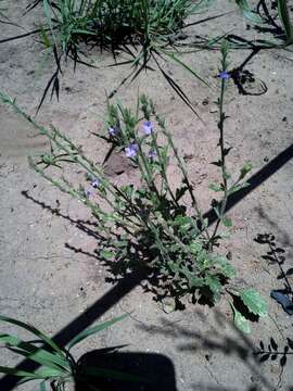 Image de Verbena plicata Greene