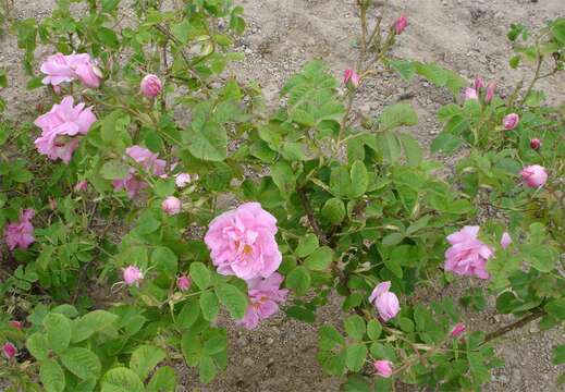 Image of damask rose