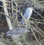 Image of Nycticorax nycticorax nycticorax (Linnaeus 1758)