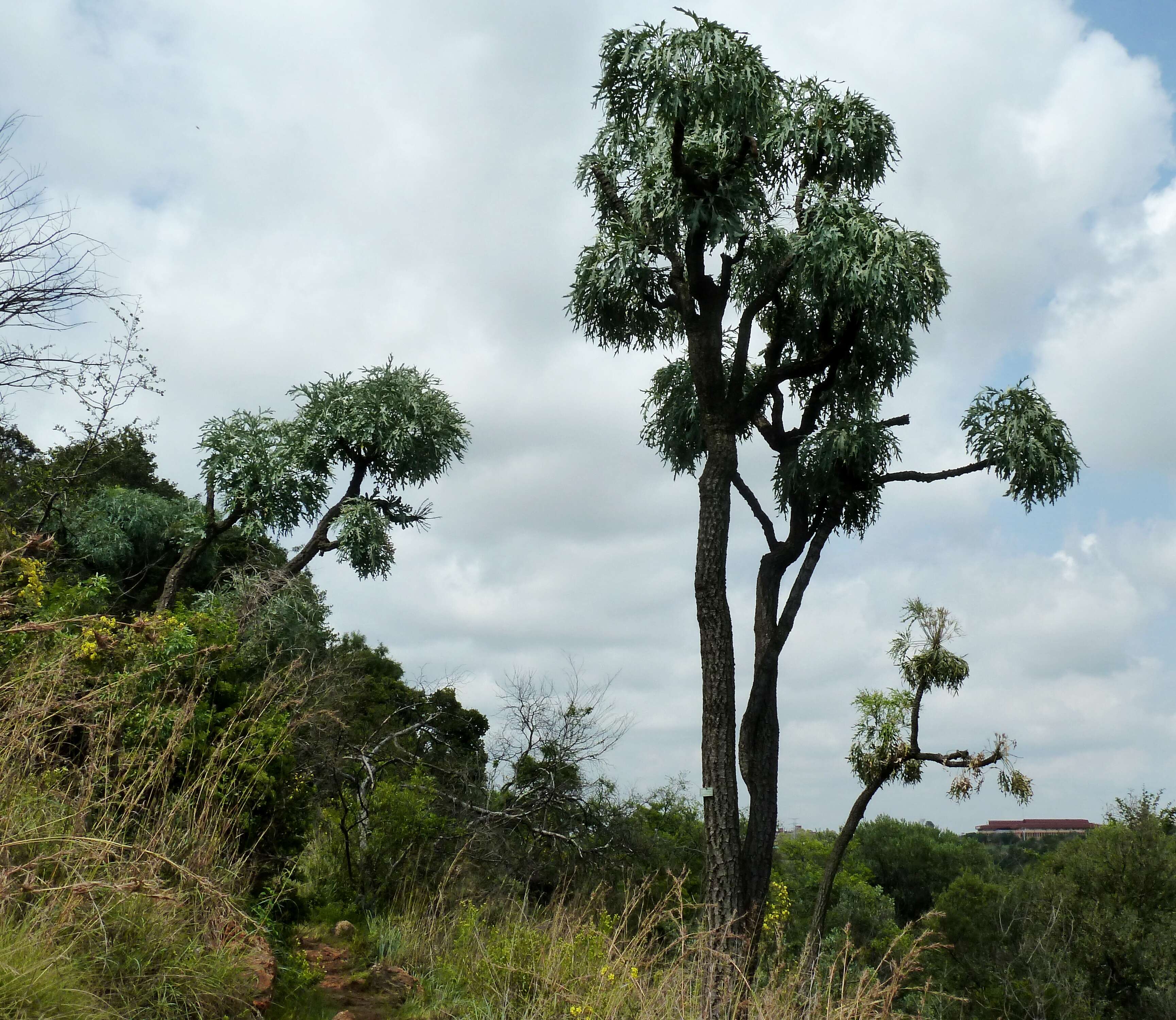 Image of Highveld Cabbage Tree