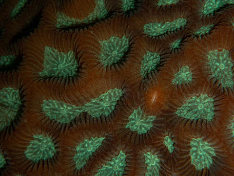 Image of lesser star coral