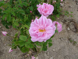 Image of damask rose