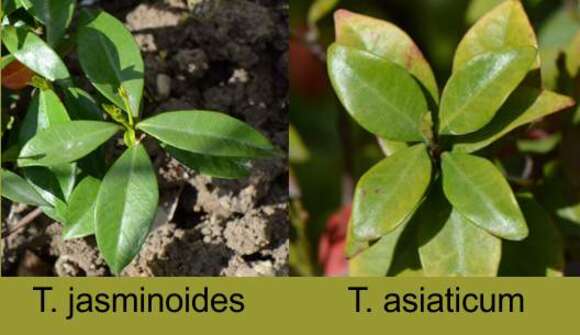 Image of Star-jasmine or Confederate-jasmine