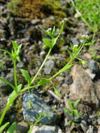 Imagem de Myosotis sparsiflora Pohl