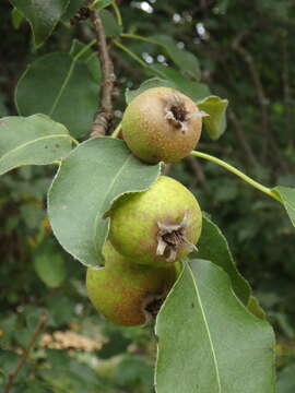 Plancia ëd Pyrus communis subsp. caucasica (Fed.) Browicz