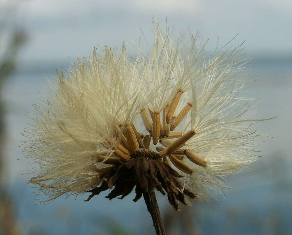 Image of marsh sow-thistle