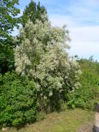 Image of Russian olive