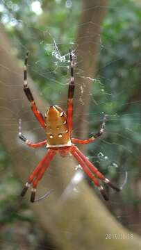 Imagem de Argiope ocula Fox 1938