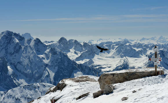 Image of Alpine Chough