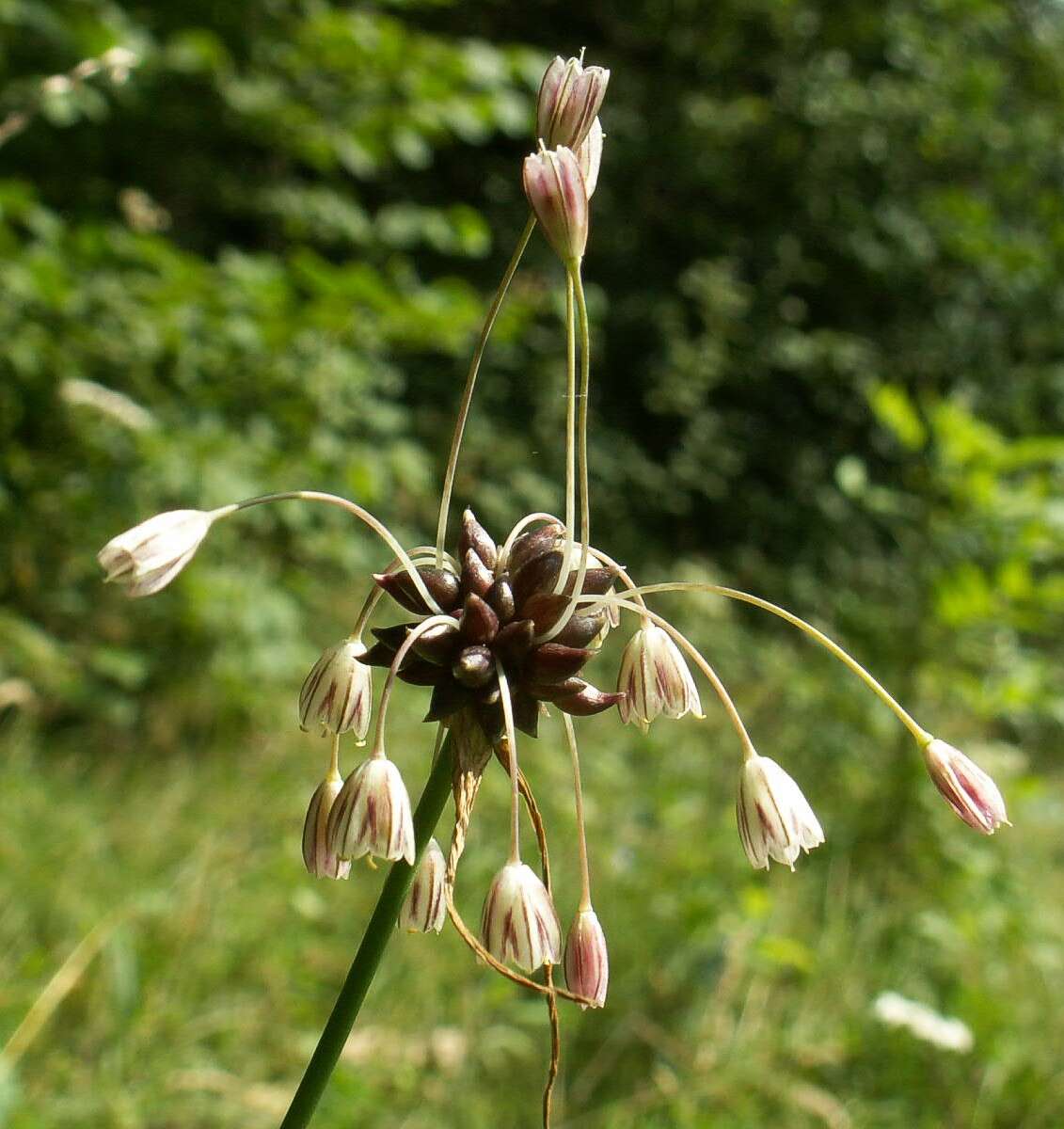 Image de Ail des jardins