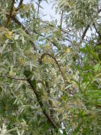 Image of Russian olive