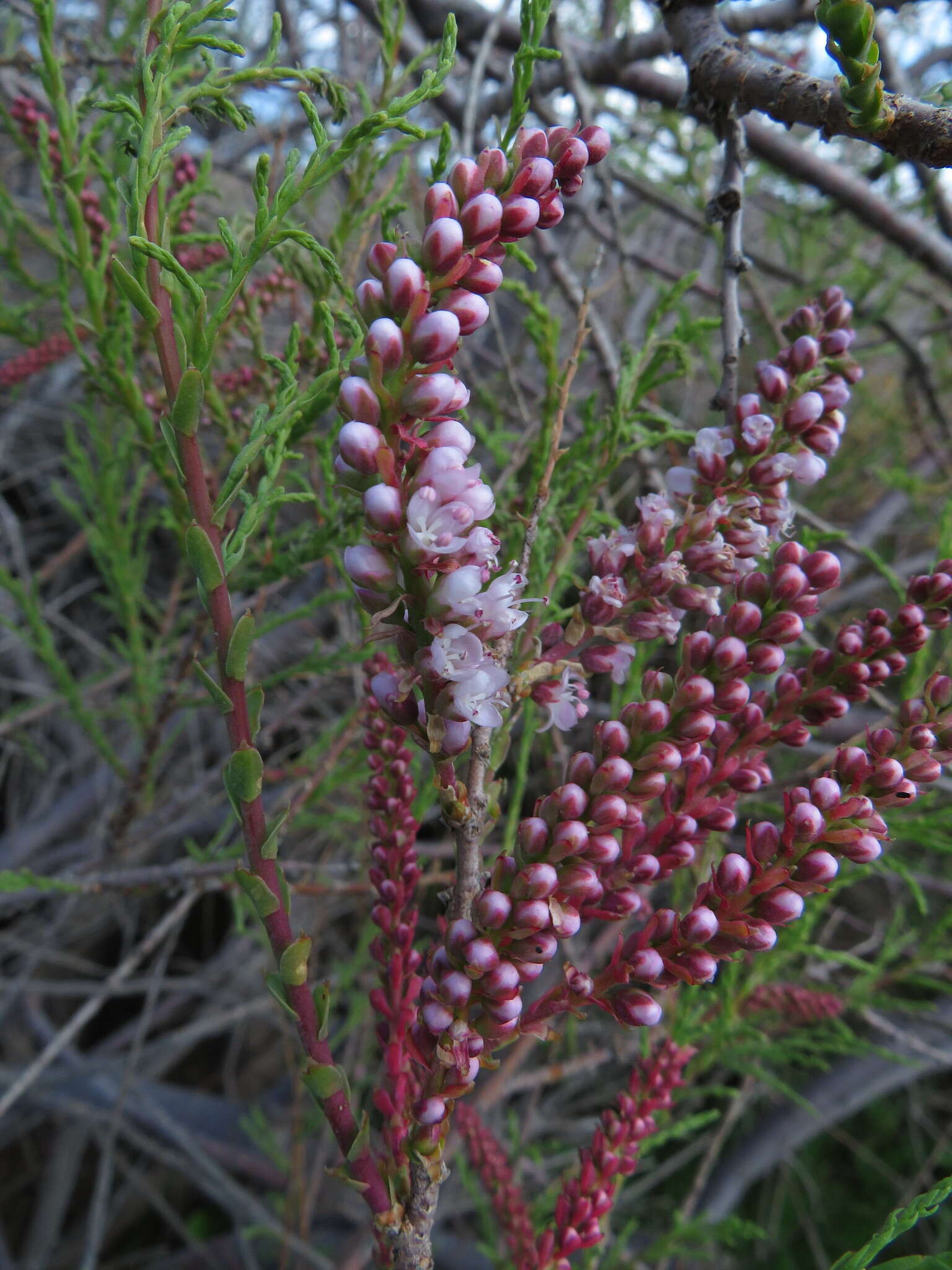 Image of four-stamen tamarisk