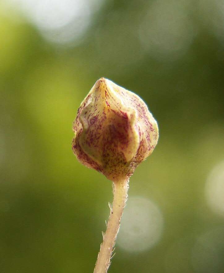 Imagem de Oxalis acetosella L.