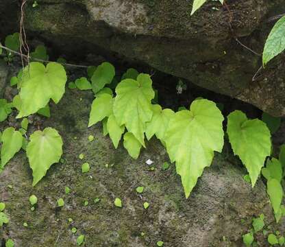 Image of Begonia ravenii C. I. Peng & Y. K. Chen