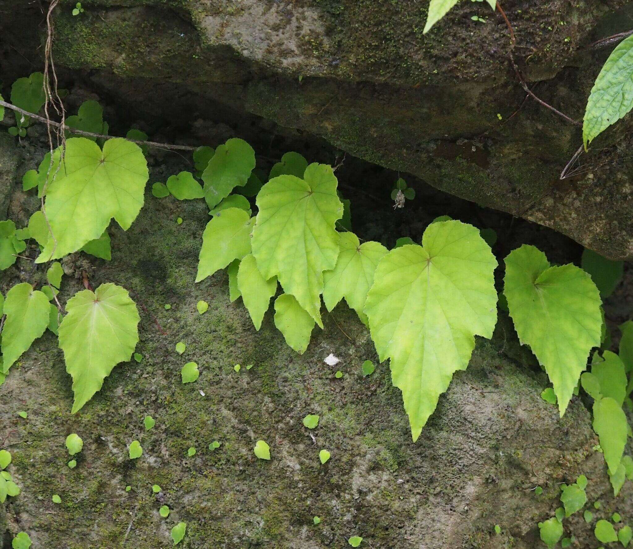 Image of Begonia ravenii C. I. Peng & Y. K. Chen