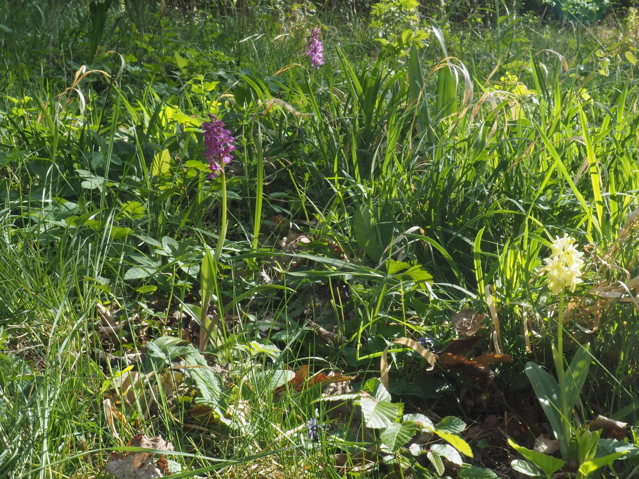 Image of Orchis × loreziana subsp. kisslingii