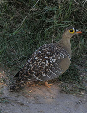 Image of Double-banded Sandgrouse