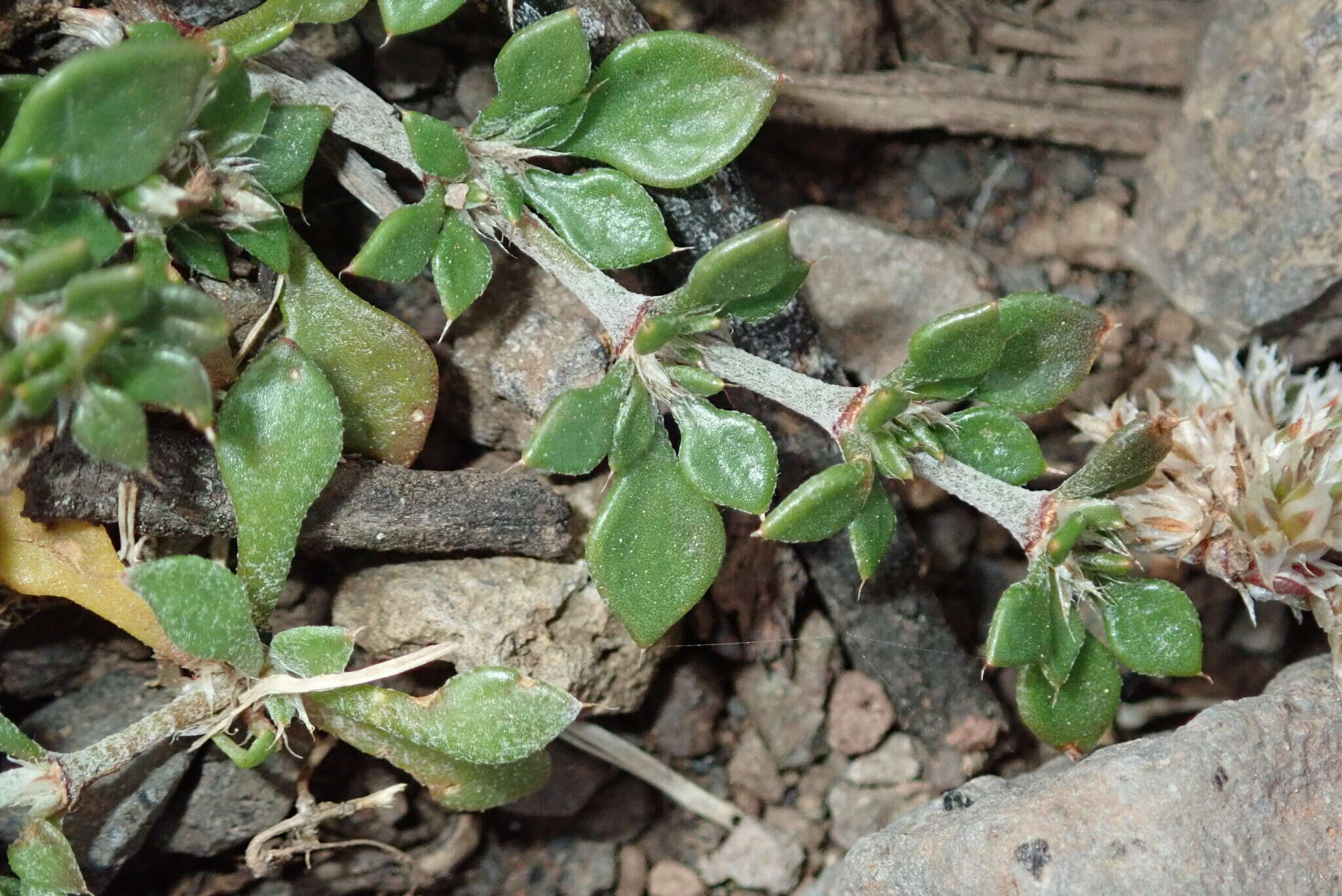 Imagem de Polycarpaea divaricata Poir. ex Steud.