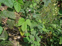 Image of whiteedge morning-glory