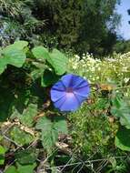 Image of whiteedge morning-glory