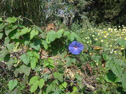 Image of whiteedge morning-glory