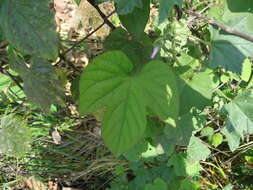 Image of whiteedge morning-glory