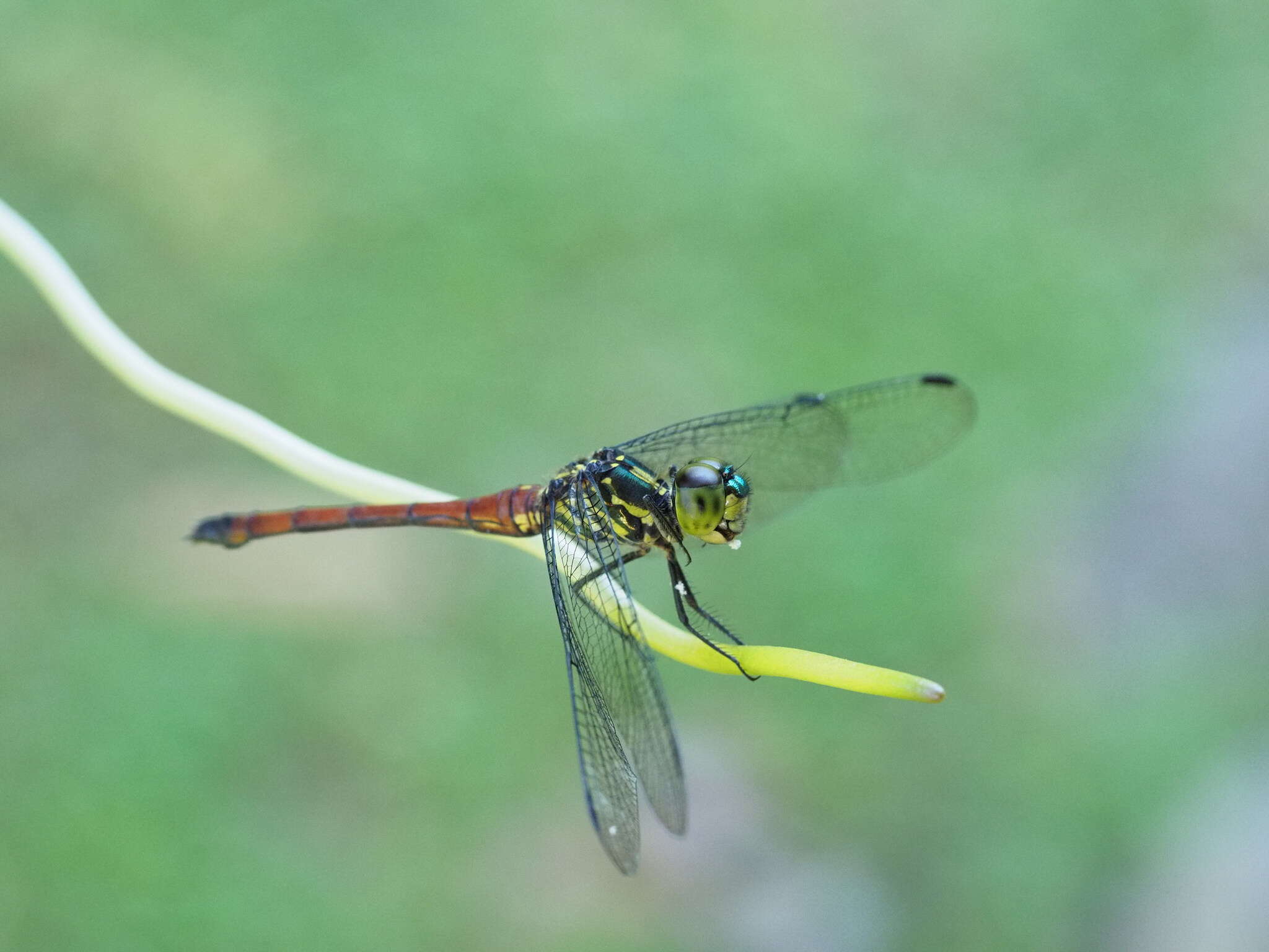 Imagem de Agrionoptera cardinalis Lieftinck 1962