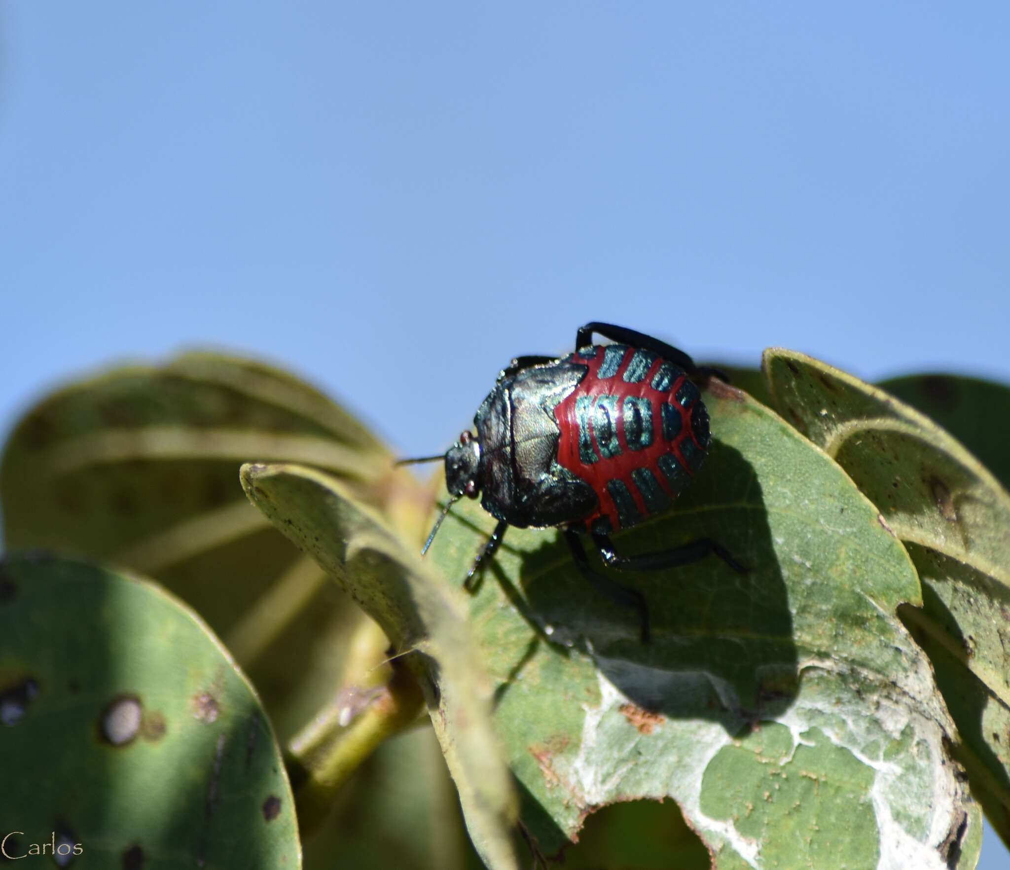 Image of Stink bug