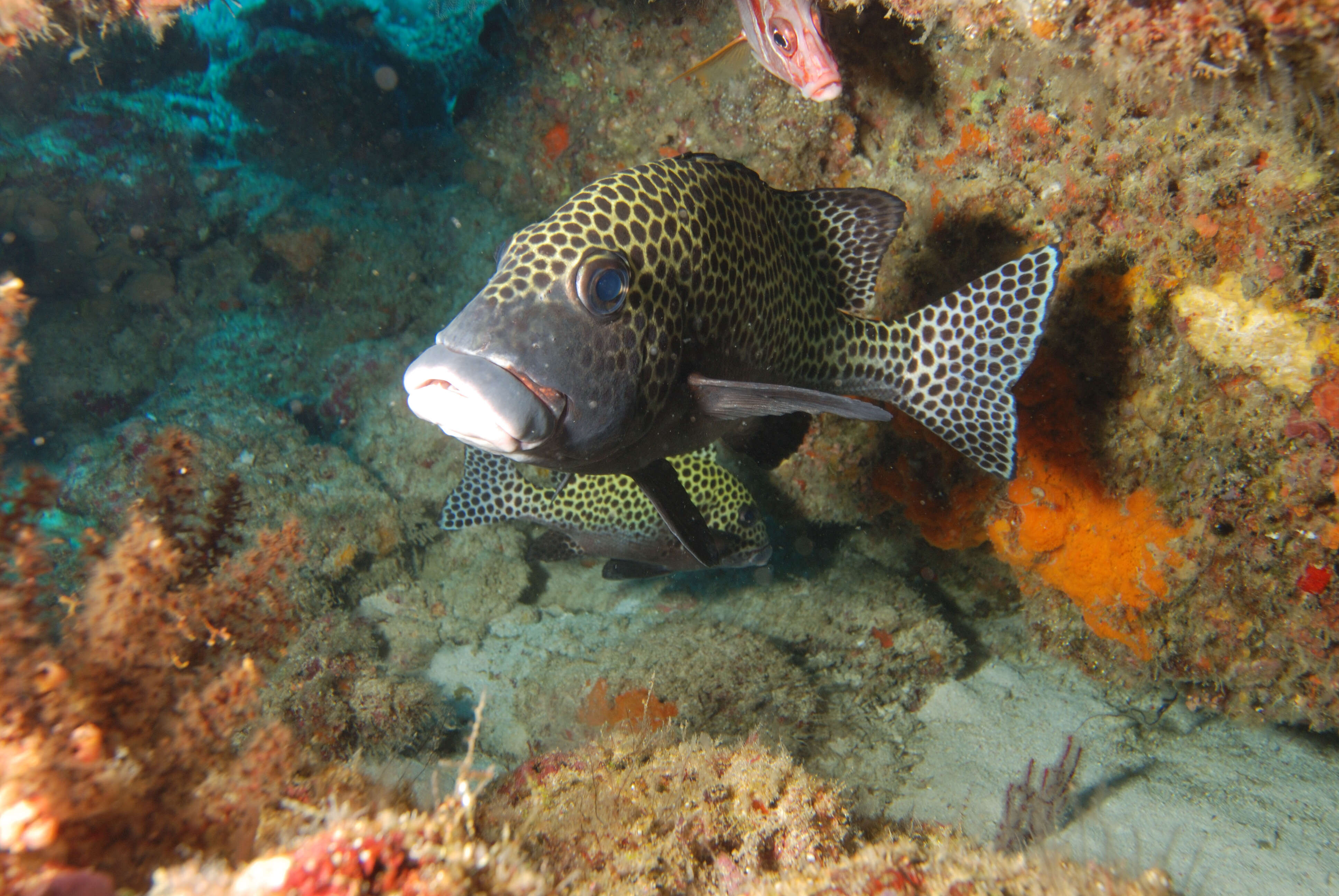 Image of Harlequin sweetlips