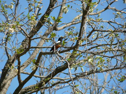 Sivun Thamnolaea cinnamomeiventris cinnamomeiventris (Lafresnaye 1836) kuva