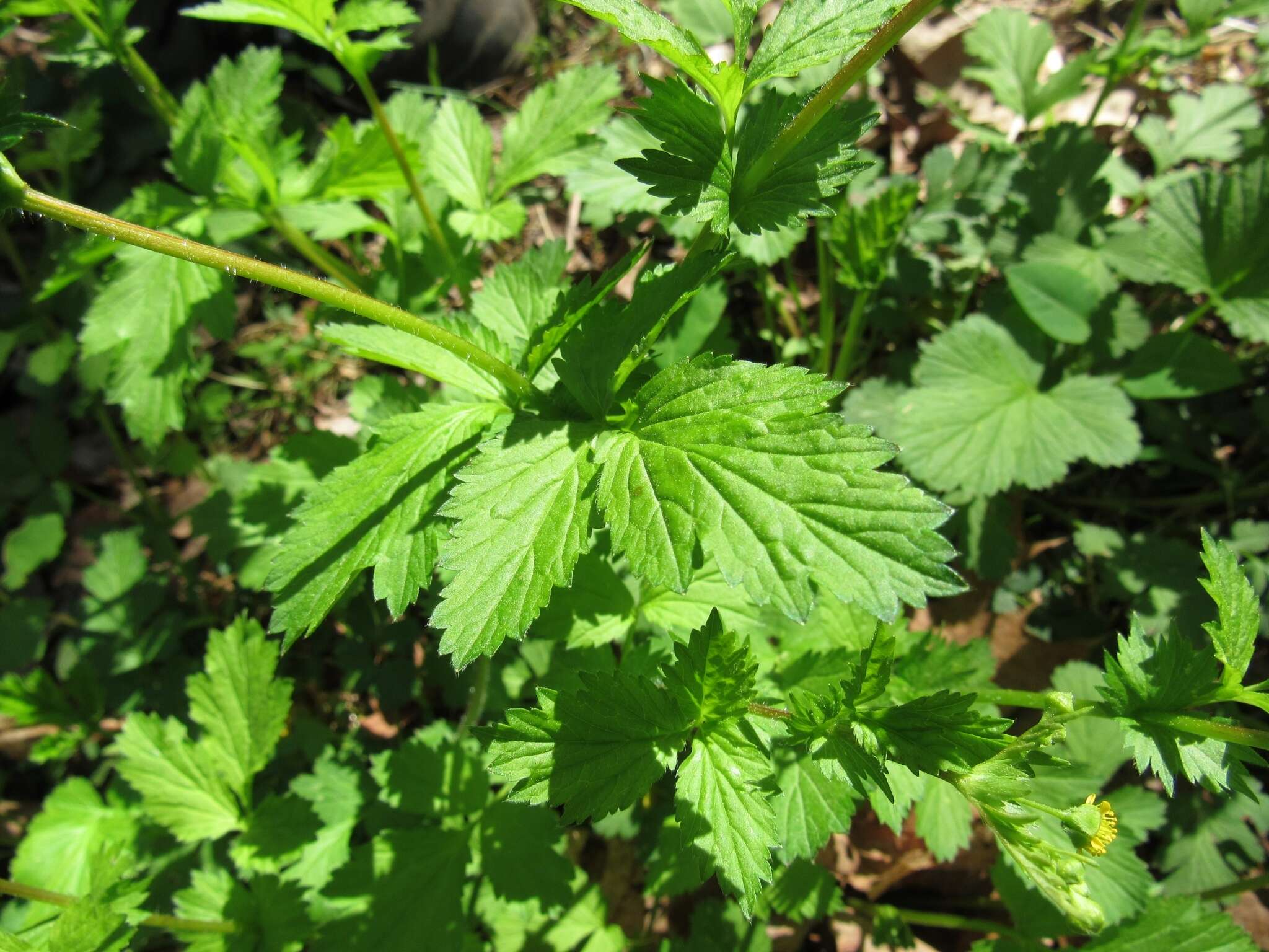 Image de Geum vernum (Raf.) Torr. & Gray