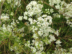 Image of prairie bishop