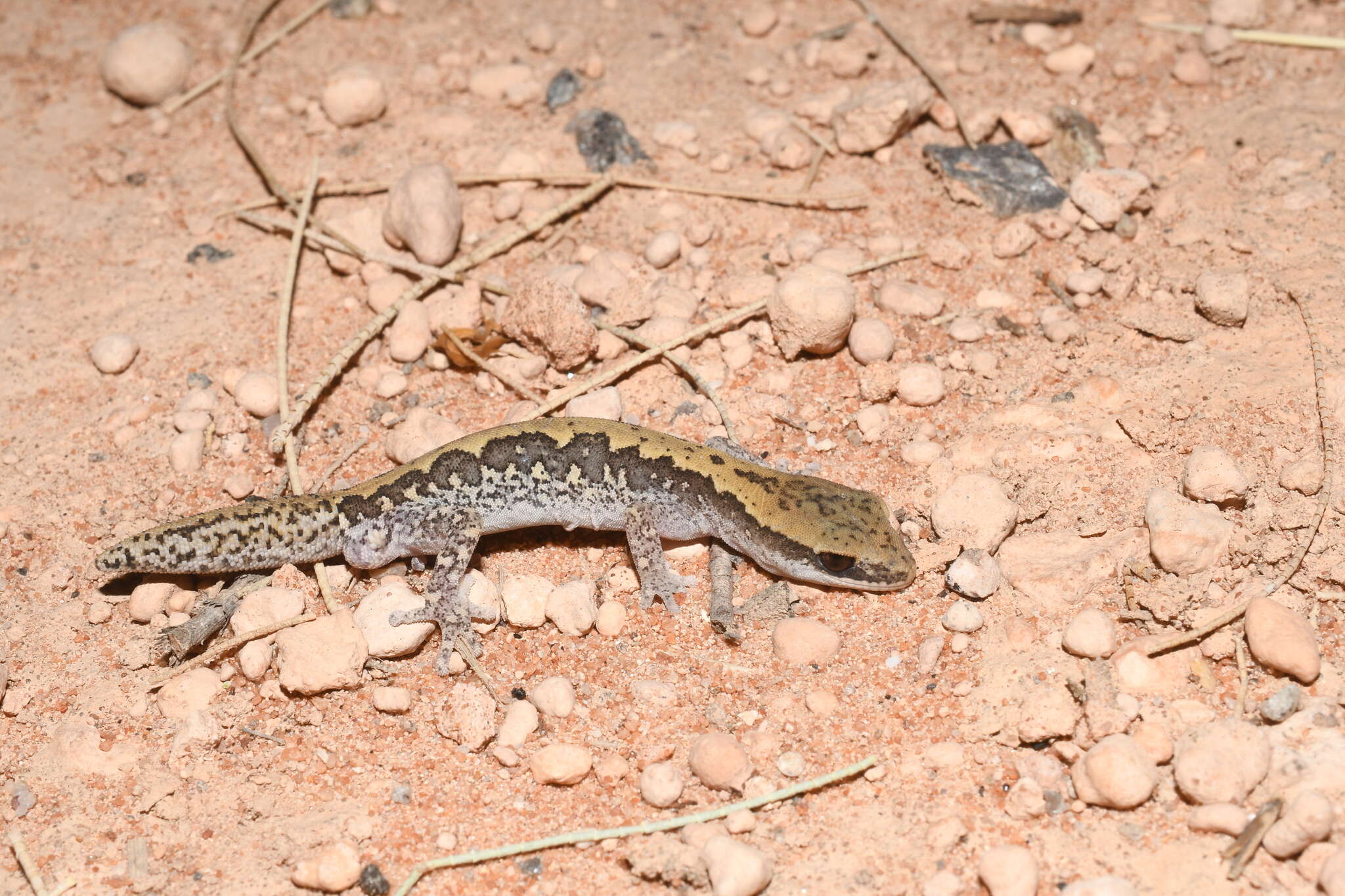 Image of Ornate Stone Gecko