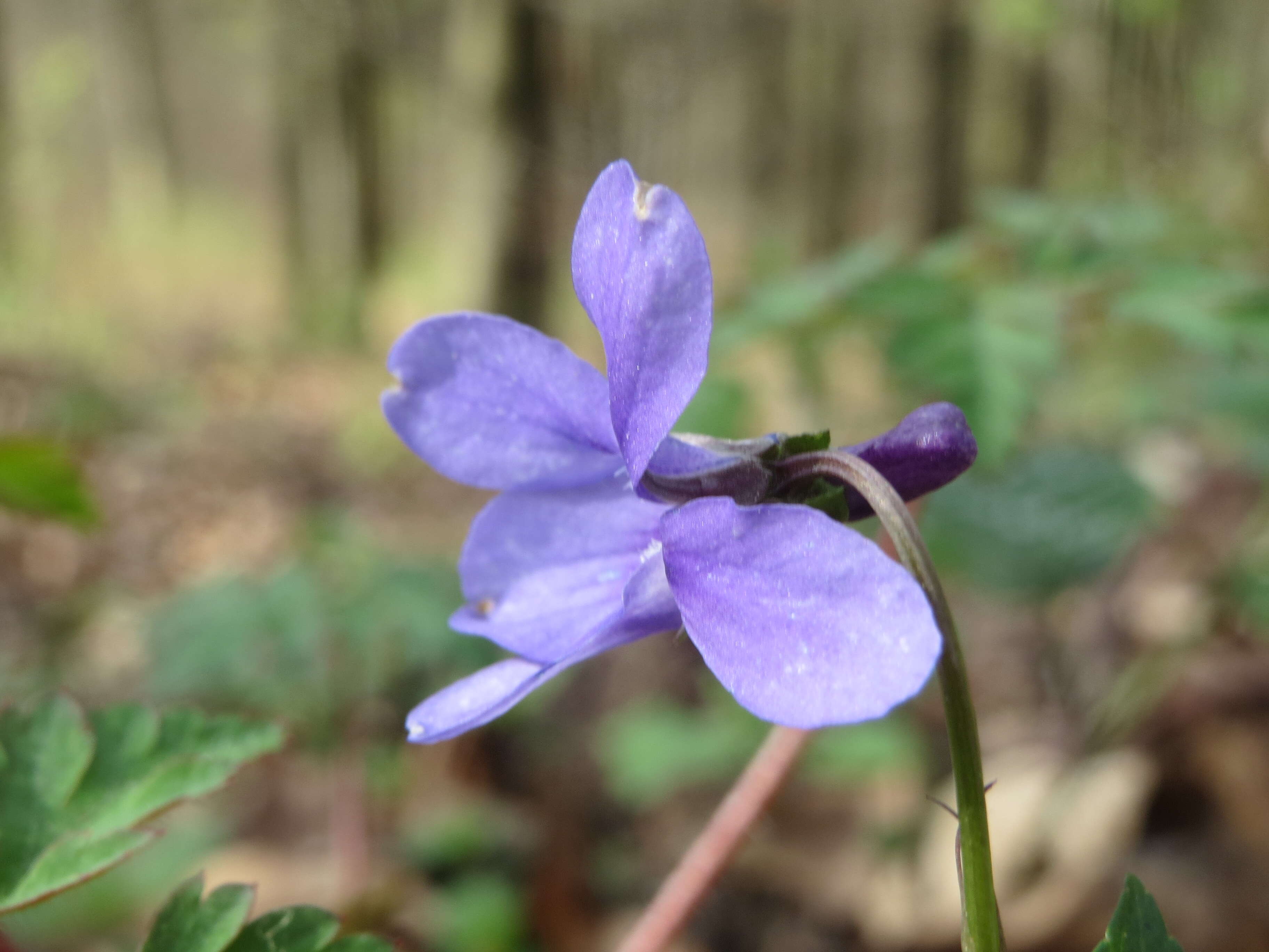 Image of early dog-violet